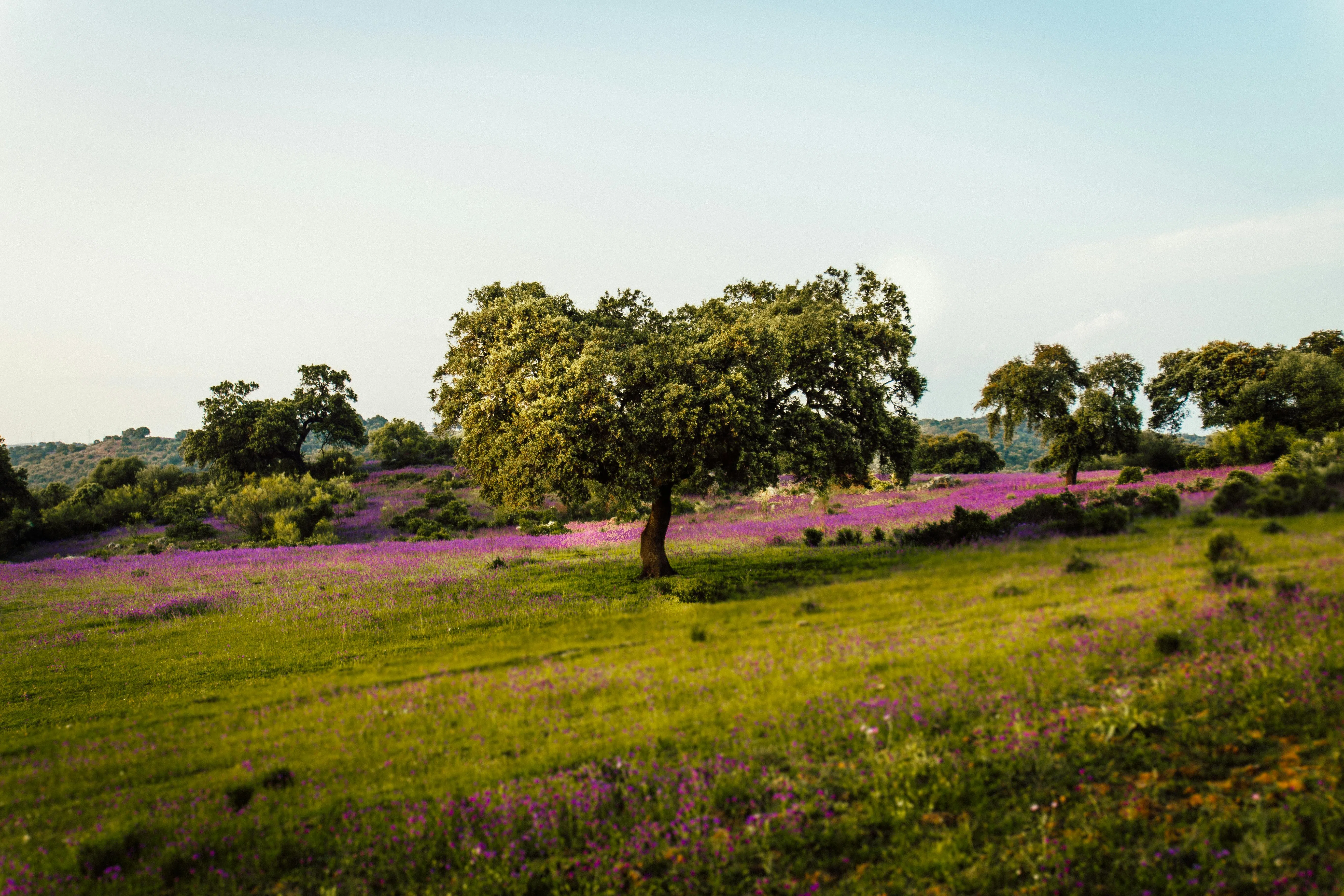 Campo de encinas con flores — naturaleza preservada al elegir ethical laboratory gemstones Sakti Atelier