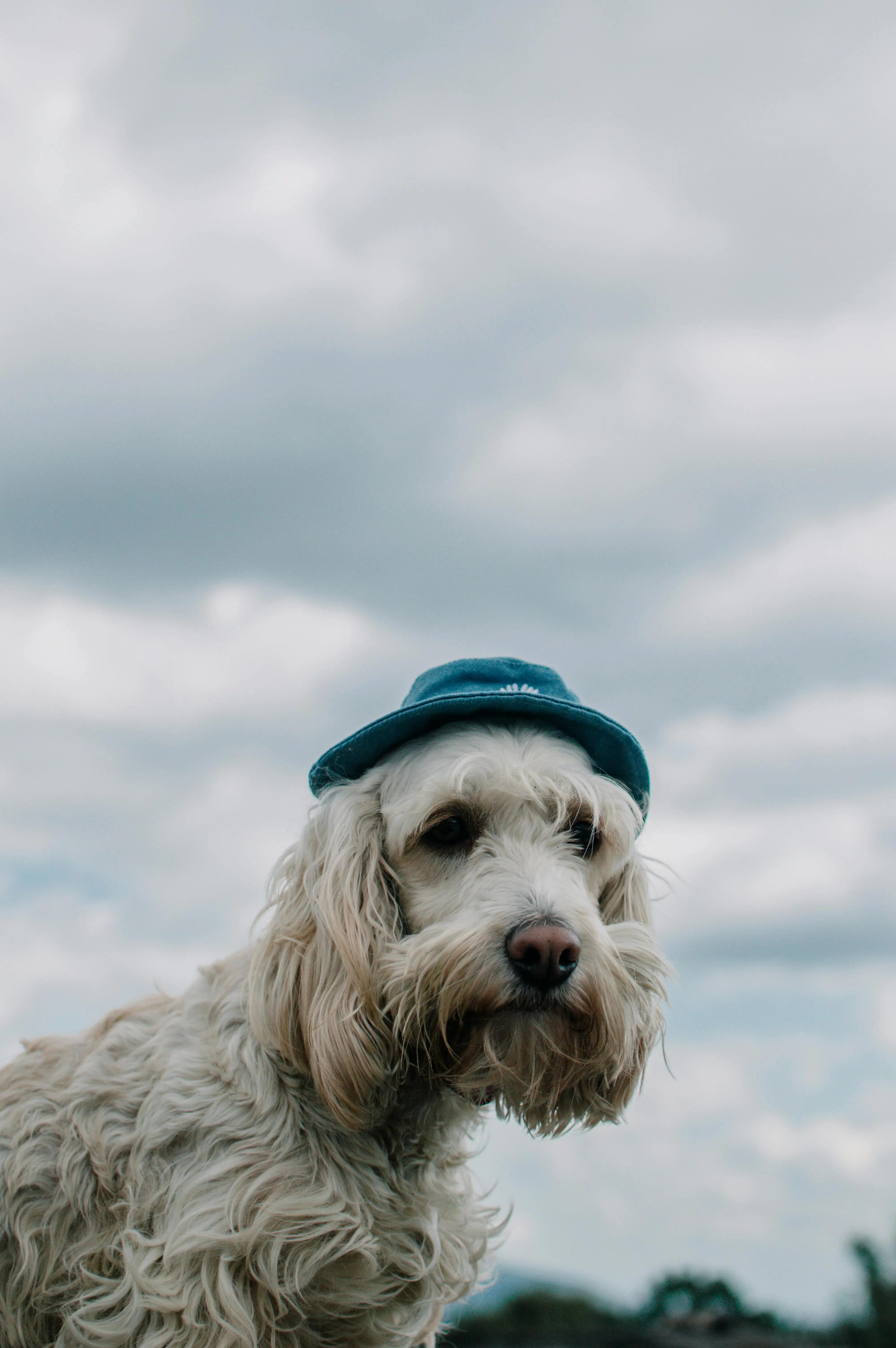 Perro con gorra — joya conmemorativa para mascotas Sakti Atelier